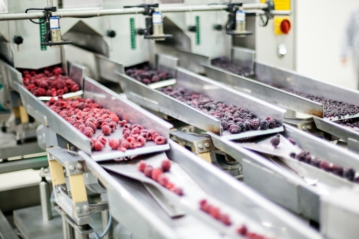 Frozen raspberries move through the production line.